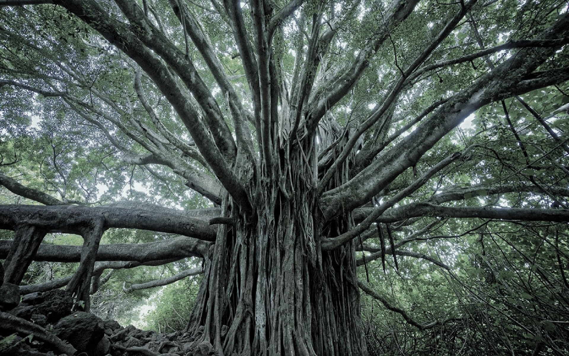 My Ātma-guru: N Narasimha Murthy (Part 5)